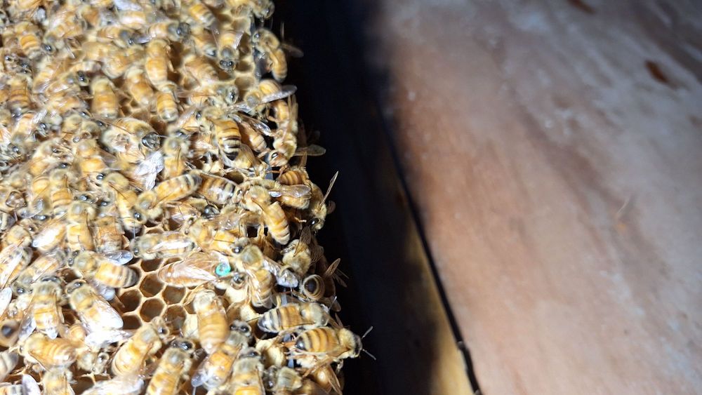 The Valley Hive - beekeeping in Chatsworth, CA