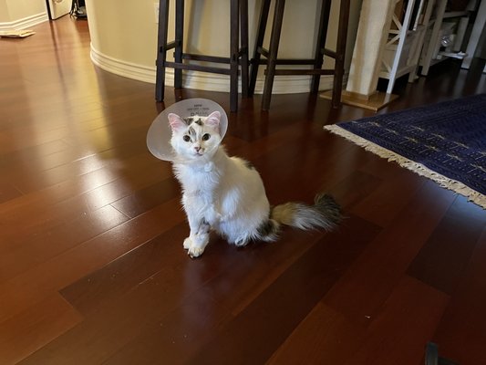 Modern Animal West Hollywood by null