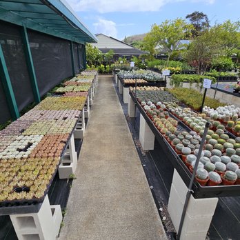 Mari's Gardens Kailua - Succulents! - Nurseries & Gardening Near Me - Kailua, Hawaii