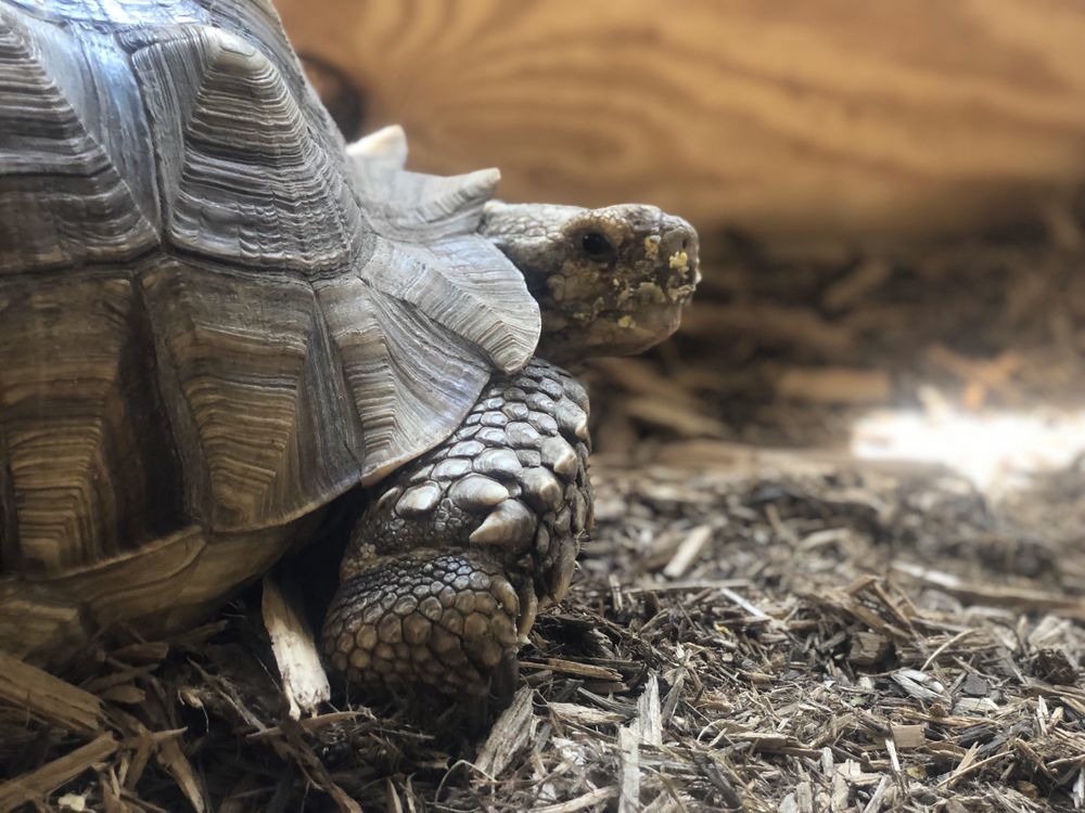 ANIMAL JUNGLE PET SHOP 13 Photos 5007 Fishcreek Rd, Stow, Ohio