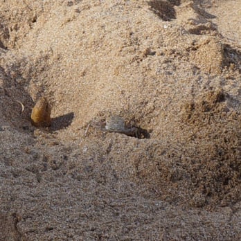 Kamaole Beach Park II - The sand crabs are quick but be careful not to step on them - Beaches Near Me - Kihei, Hawaii