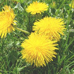 Dandelion Wellness - Dandelions are incredibly healing.