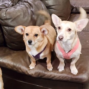 Fur Baby Babysitting - Kimchi and Mochi - Pet Boarding Near Me Fur Baby Babysitting - Kimchi and Mochi - Pet Boarding Near Me