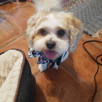 Doggie Dos  - Pet Groomers Near Me - La Mesa, California
