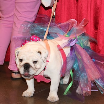 Fetch! Pet Care - Dog Walkers Near Me - League City, Texas Fetch! Pet Care - Dog Walkers Near Me - League City, Texas