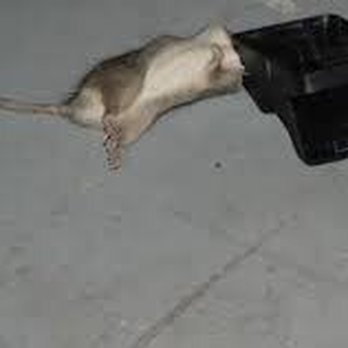 Mills Pest Management - 3 rats down. 2 mice! - Pest Control Near Me - Burbank, California Mills Pest Management - 3 rats down. 2 mice! - Pest Control Near Me - Burbank, California