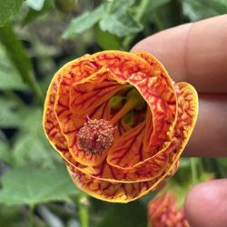 Rosehip Social - Redvein flowering maple