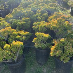 El Paso Nursery