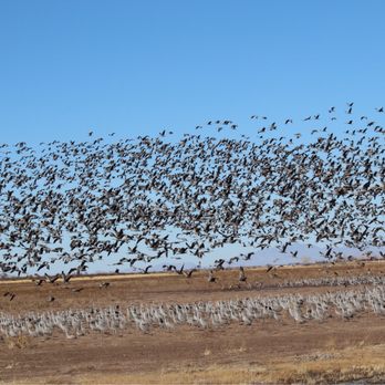 Whitewater Draw - Lots of cranes - Parks Near Me - Mc Neal, Arizona Whitewater Draw - Lots of cranes - Parks Near Me - Mc Neal, Arizona