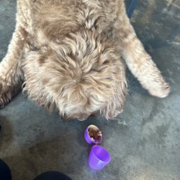 Dog Easter egg hunt