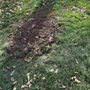 Photo of Septiclean