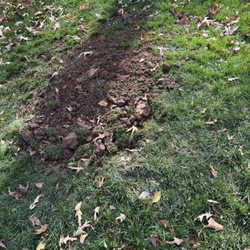 Septiclean - LAWN AFTER PUMPING SERVICE