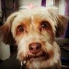 House of Paws Pet Salon gift card