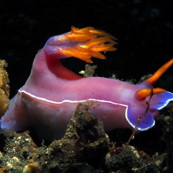 Rivers to Reef - Nudibranch - Travel Agents Near Me