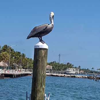Amara Cay Resort - Resorts Near Me - Islamorada, Florida Amara Cay Resort - Resorts Near Me - Islamorada, Florida