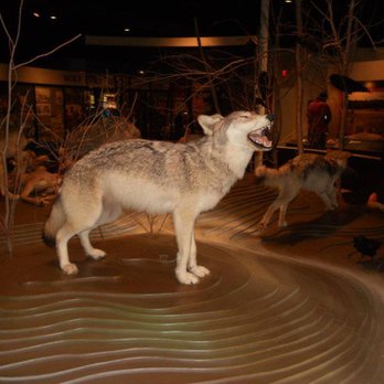 International Wolf Center - International wolf center - Museums Near Me - Ely, Minnesota International Wolf Center - International wolf center - Museums Near Me - Ely, Minnesota