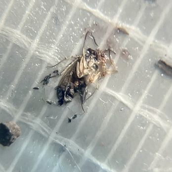 Broadmoor Apartments - Roach i killed on myself in bed from the german roach infestation in multiple buildings they refused to treat - Apartments Near Me - Hamden, Connecticut Broadmoor Apartments - Roach i killed on myself in bed from the german roach infestation in multiple buildings they refused to treat - Apartments Near Me - Hamden, Connecticut