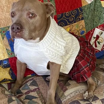 Your Elegant Pet - Dutchess - Pet Stores Near Me - Lakewood, California Your Elegant Pet - Dutchess - Pet Stores Near Me - Lakewood, California