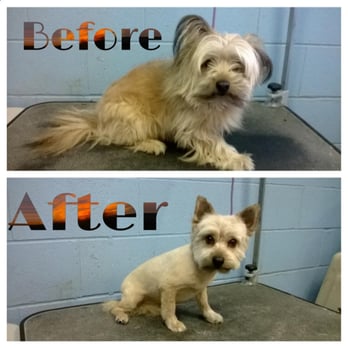 Grooming by Stephanie - Pet Groomers Near Me - Turlock, California