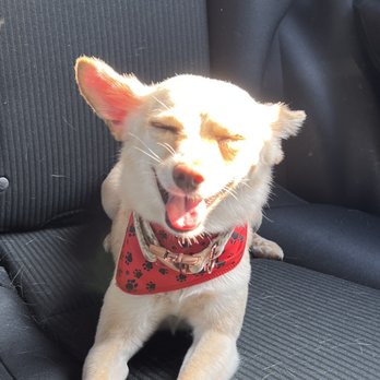 Pono's Pooch Spa - Pet Groomers Near Me - Hawthorne, California