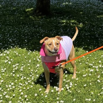 Lesha's Dog Grooming - Pet Groomers Near Me - Tacoma, Washington