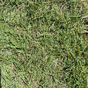 Cornett Grass - Emerald Zoysia

This is a thin-bladed zoysia.
It also does well with traffic, if maintained properly. - Landscaping Near Me - Houston, Texas