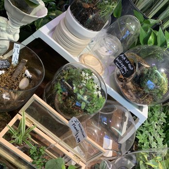 Jungle House - Terraniums - Nurseries & Gardening Near Me - Lawrence, Kansas