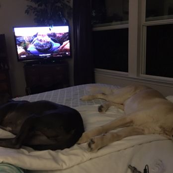 Ponderosa Pet Resort - Worn out from playing all day!! - Pet Training Near Me - Royse City, Texas