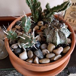 The front two cactuses came from Yeya's and made it back to Boston with me in my carry on. I'll be back for more next time I'm in town. The front two cactuses came from Yeya's and made it back to Boston with me in my carry on. I'll be back for more next time I'm in town.