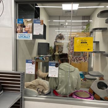 PetSmart - Cat adoptions - Pet Stores Near Me - KAPOLEI, Hawaii PetSmart - Cat adoptions - Pet Stores Near Me - KAPOLEI, Hawaii