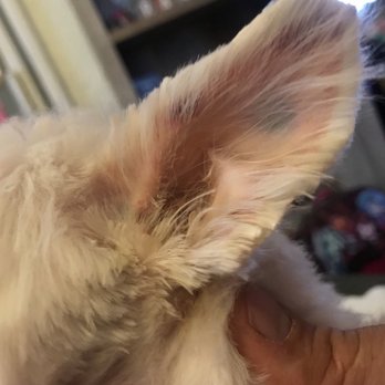 Reliable Grooming - Pet Groomers Near Me - Howard Beach, New York