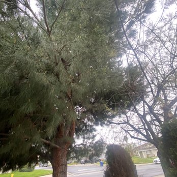 Cota's Tree Service - Before - Tree Services Near Me