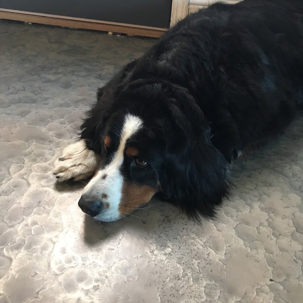 PetSmart - Our grizzle bear being a lazy Lima bean after being groomed - Pet Stores Near Me - Vacaville, California PetSmart - Our grizzle bear being a lazy Lima bean after being groomed - Pet Stores Near Me - Vacaville, California