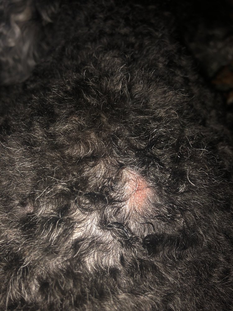 KIMBERLY’S PET GROOMING & BOUTIQUE Updated August 2024 495 NE 4th