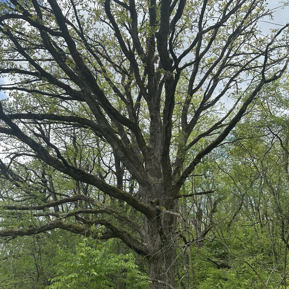 Rock Cut State Park - Parks Near Me - Loves Park, Illinois Rock Cut State Park - Parks Near Me - Loves Park, Illinois