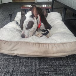 Provided a bed for our pup, too!
