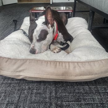 Delafield Hotel - Provided a bed for our pup, too! - Hotels Near Me - Delafield, Wisconsin
