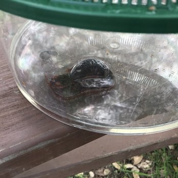 Sierra Foothill Conservancy - Newt - Hiking Near Me
