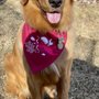 Photo of InStyle Pet Grooming