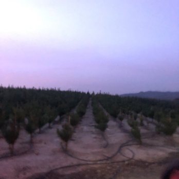 Peltzer Pines - Silverado - Christmas Trees Near Me - Silverado, California