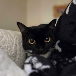 The Pet Hotel - adorable update photo