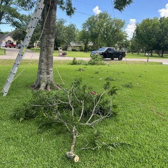 Tree service - Tree Services Near Me