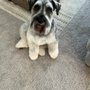Photo of Top Dog Grooming