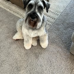 Top Dog Grooming - Pricilla is the best! Thank you so much