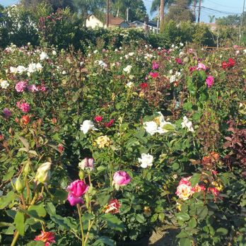 A J Nursery - Roses - Nurseries & Gardening Near Me - Compton, California A J Nursery - Roses - Nurseries & Gardening Near Me - Compton, California