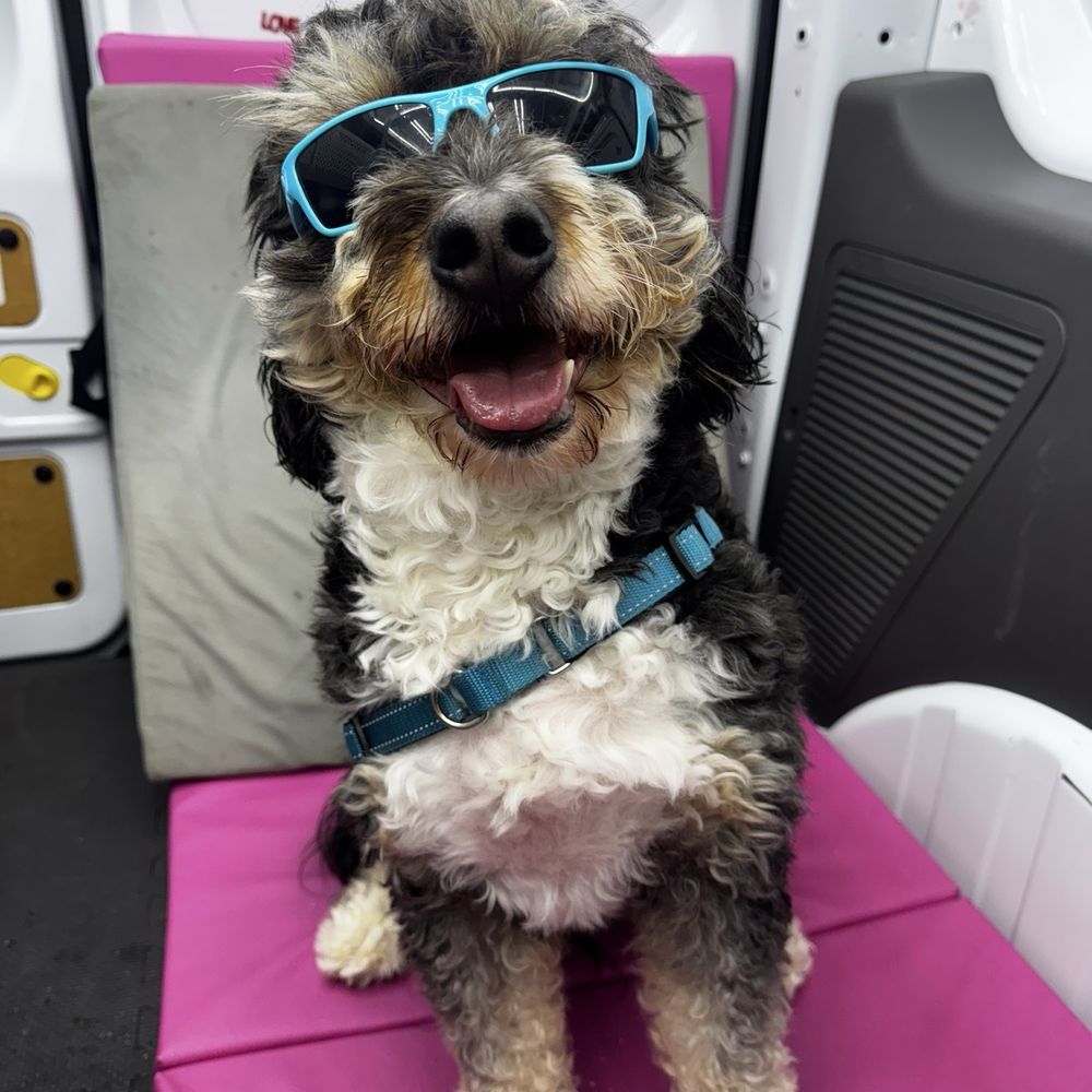 Bright N Shine Pet Dental - Waggy - Pet Groomers Near Me - Pompano Beach, Florida Bright N Shine Pet Dental - Waggy - Pet Groomers Near Me - Pompano Beach, Florida