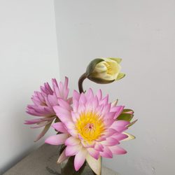 Azalea Flowers - WA Water Lilies