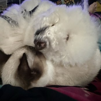Drumhill’s Wildomar Pet Grooming - Keiki seems to love the new kitten! - Pet Groomers Near Me - Wildomar, California Drumhill’s Wildomar Pet Grooming - Keiki seems to love the new kitten! - Pet Groomers Near Me - Wildomar, California