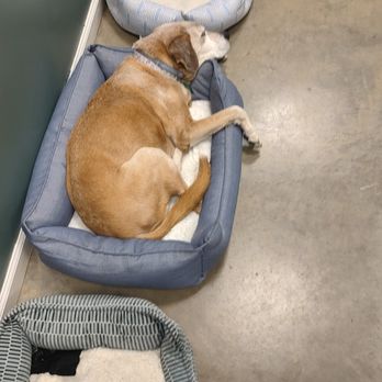Play N' Stay - Pet Groomers Near Me - Greeneville, Tennessee Play N' Stay - Pet Groomers Near Me - Greeneville, Tennessee