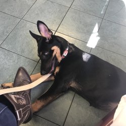 Veterinarians In Pawleys Island Yelp